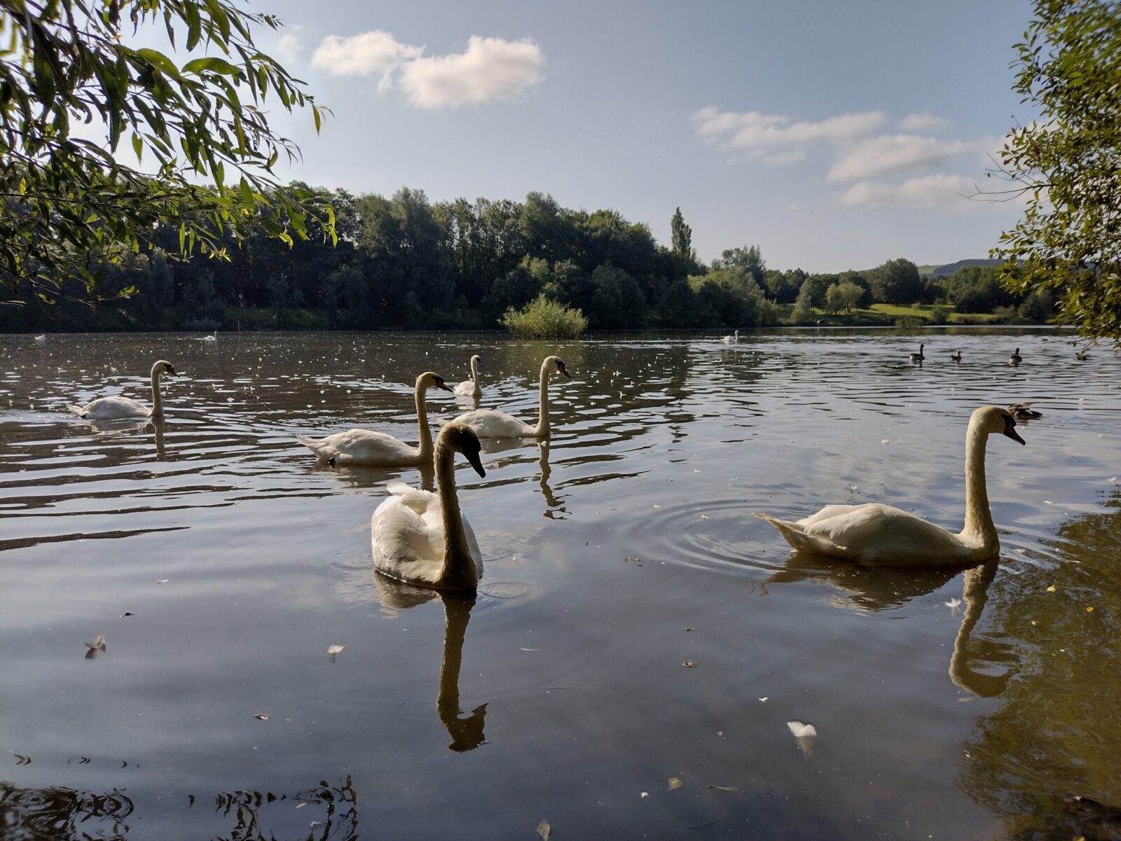 Fendrod Lake, Swansea